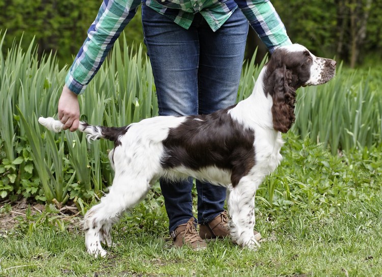 Английский кокер спаниель рост