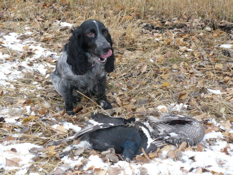 Кокер спаниель охотничий