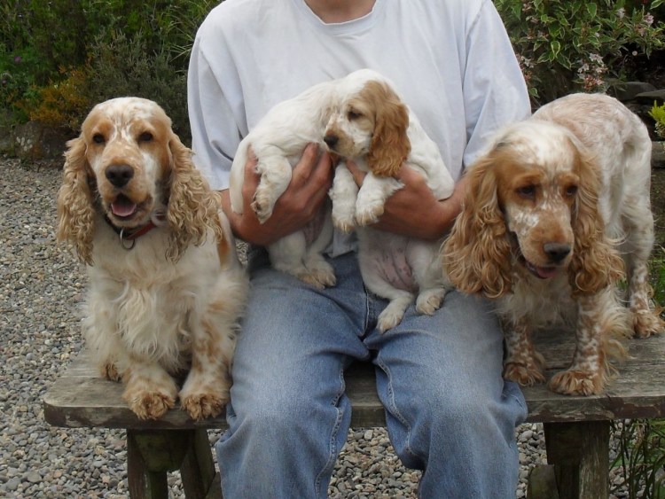 Спрингер спаниель на охоте