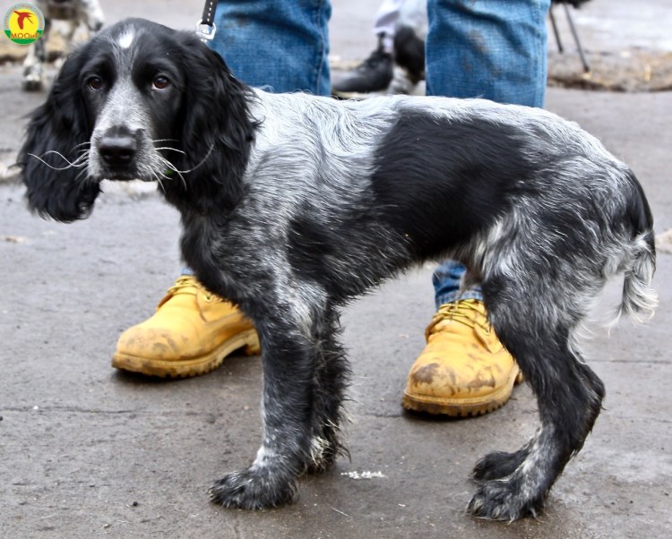 Русский охотничий спаниель 9 мес