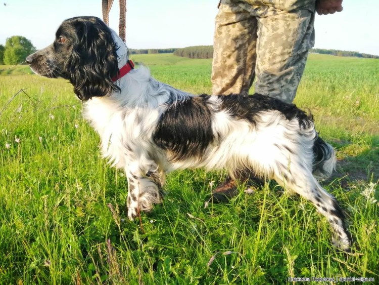 Порода русский охотничий спаниель