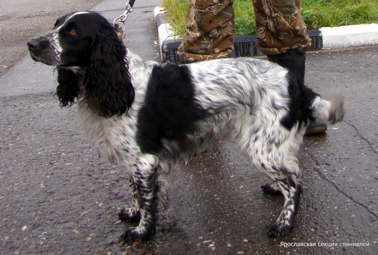 Русский охотничий спаниель питомник чёрный