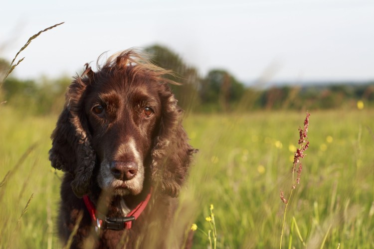 Русский спаниель серый