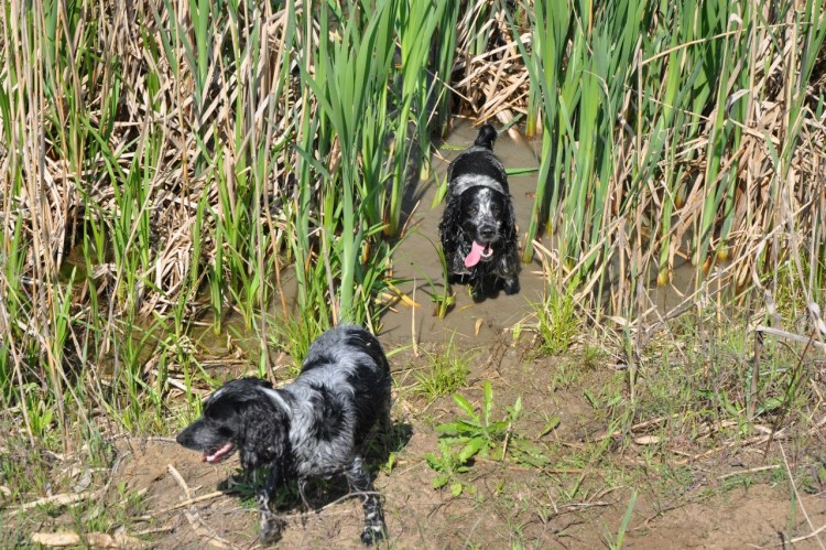 Лапы русского спаниеля