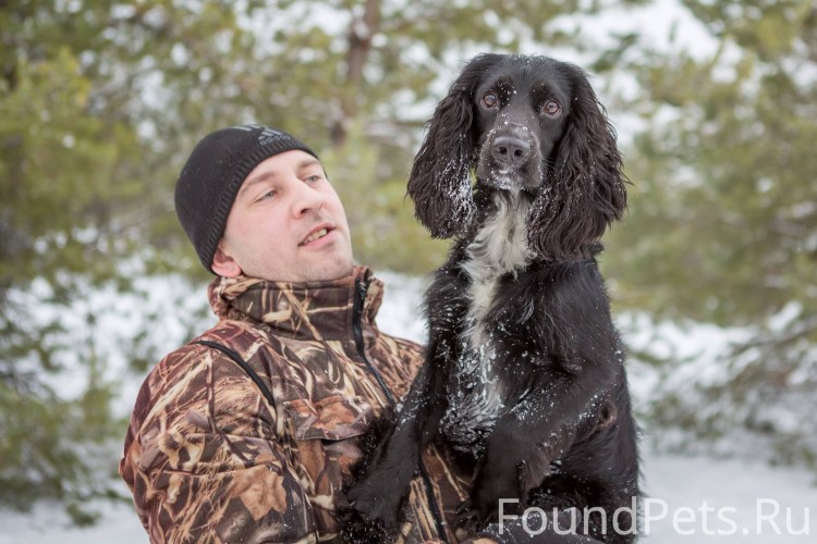 Выставочный русский охотничий спаниель
