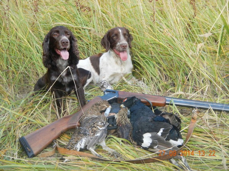 Спрингер спаниель на охоте