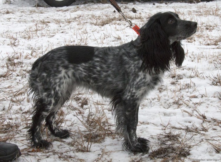 Русский охотничий спаниель