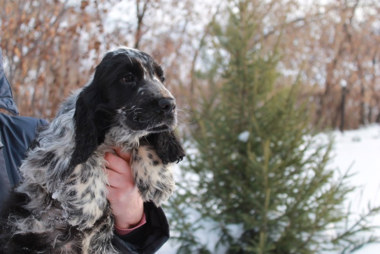 Русский охотничий спаниель трехцветный