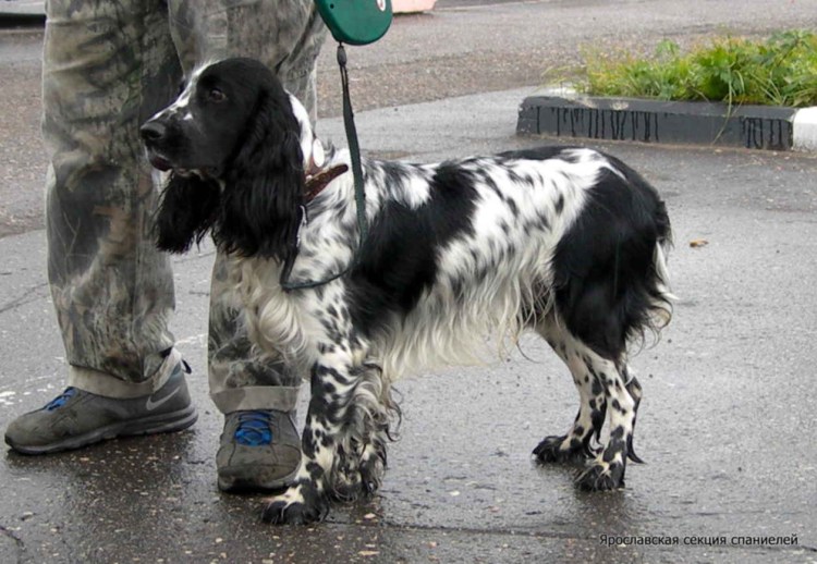 Выставочный русский охотничий спаниель