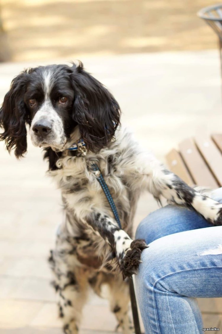 Русский охотничий спаниель рост