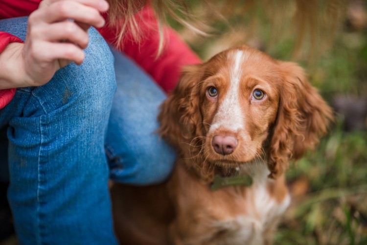 Кокер спаниель Сибири