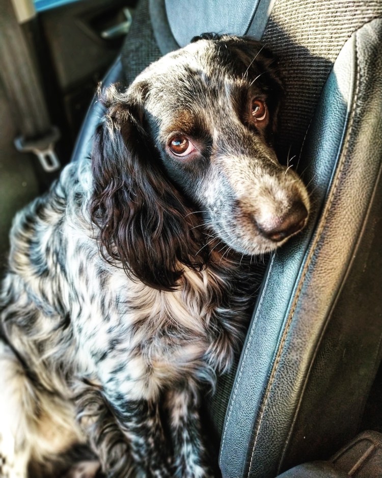 Soho спрингер спаниель