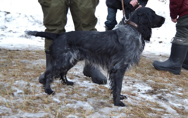 Русский охотничий спаниель с человеком