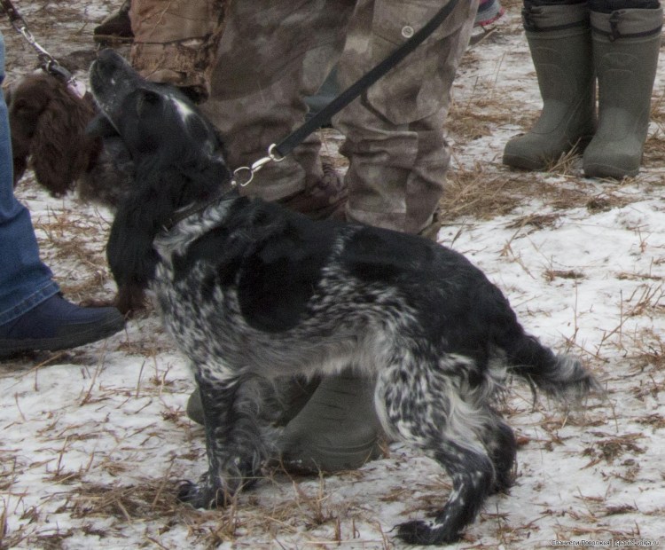 Кокер спаниель с человеком