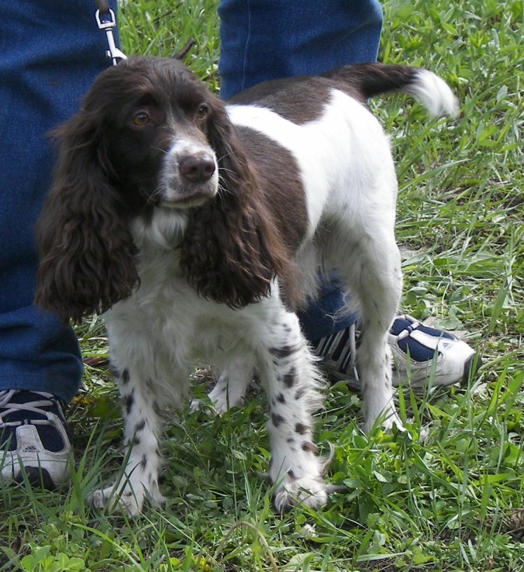 Русский охотничий спаниель на охоте