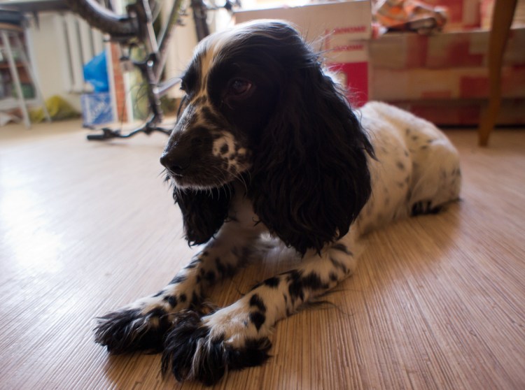 Русский охотничий спаниель ЗКС