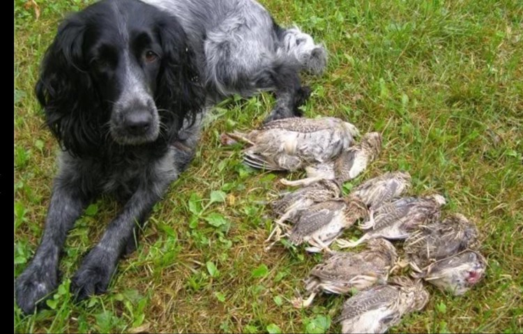 Спаниель пастушья