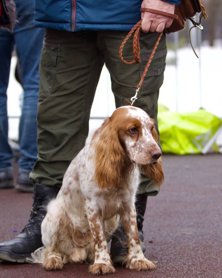 Сеттер лаверак