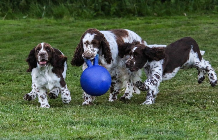 Собака Бойкин спаниель