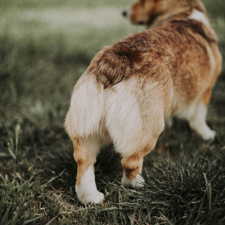 Корги вид сзади