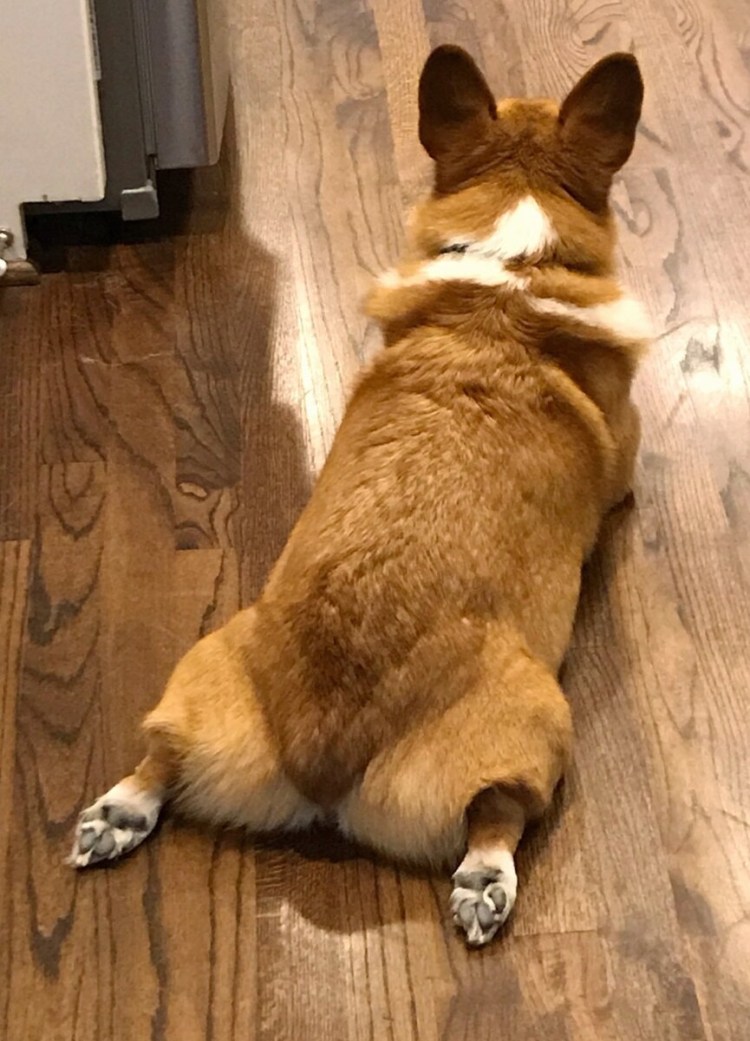 Вельш корги толстый