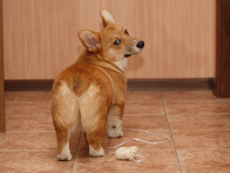 Корги пемброк сзади