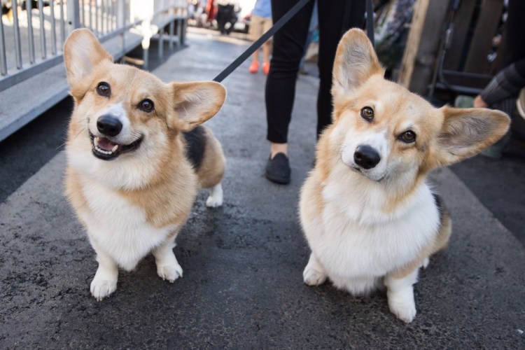 Корги пемброк сзади