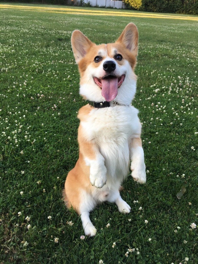 Вельш корги пемброк сзади