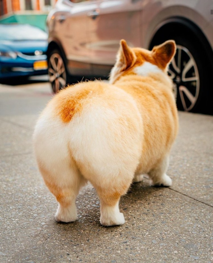 Вельш корги пемброк жопка