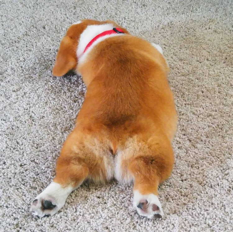 Попец корги