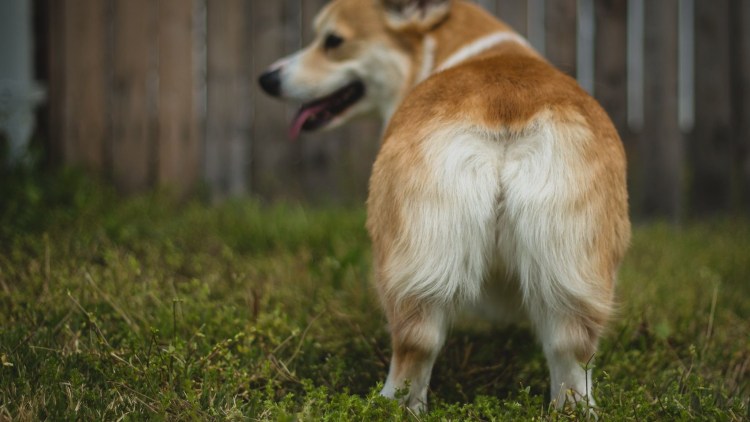 Пастушья корги