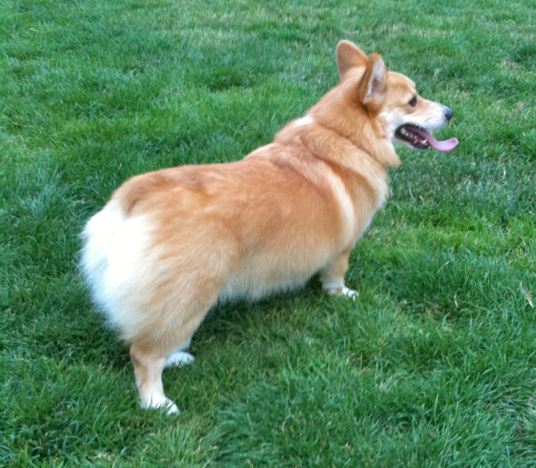 Корги Фуззи