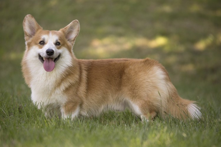 Вельш корги пемброк сзади