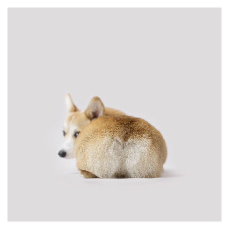 Вельш корги пемброк попа