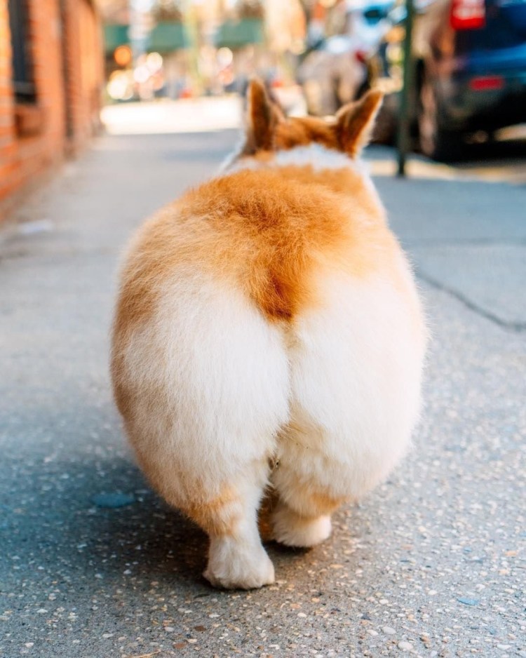 Вельш корги сзади