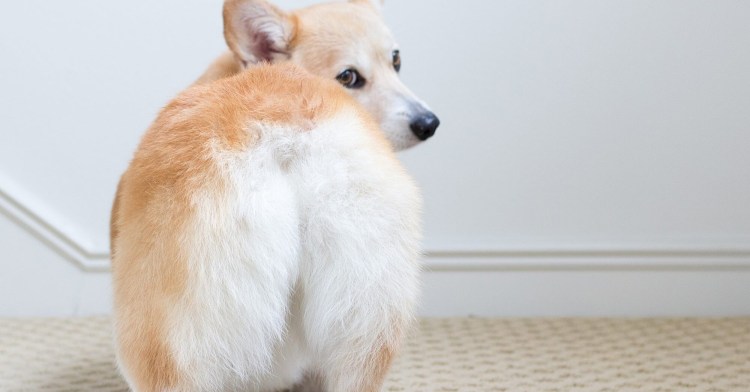 Корги вид сзади