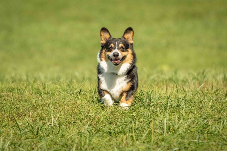 Корги в беге