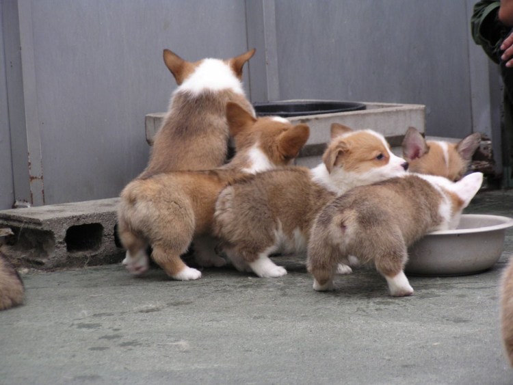 Thicc Corgi butts