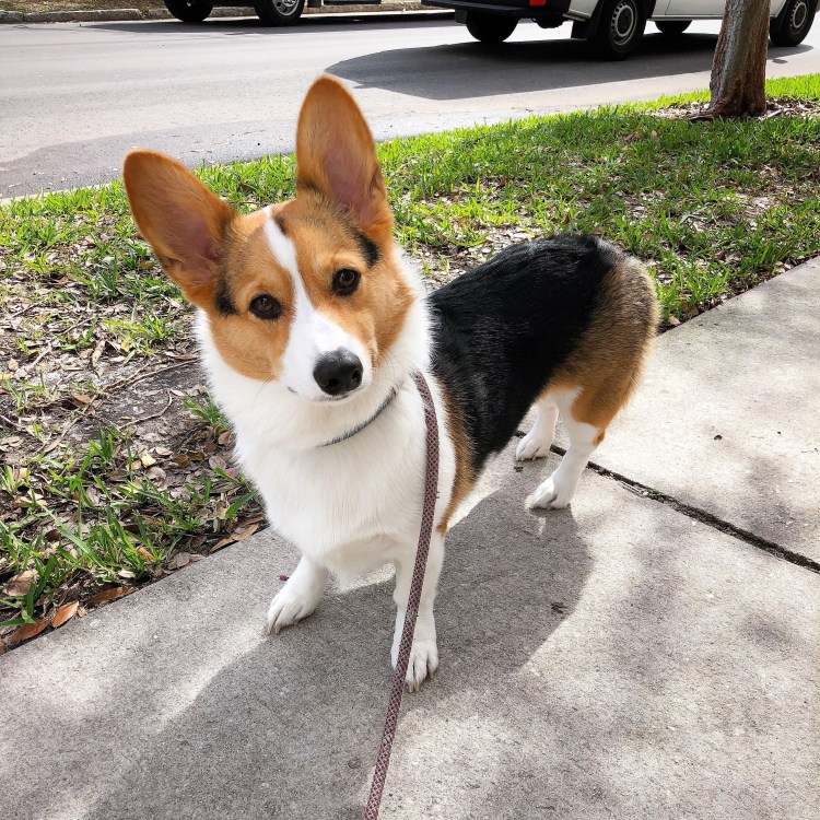 Вельш корги пемброк сзади