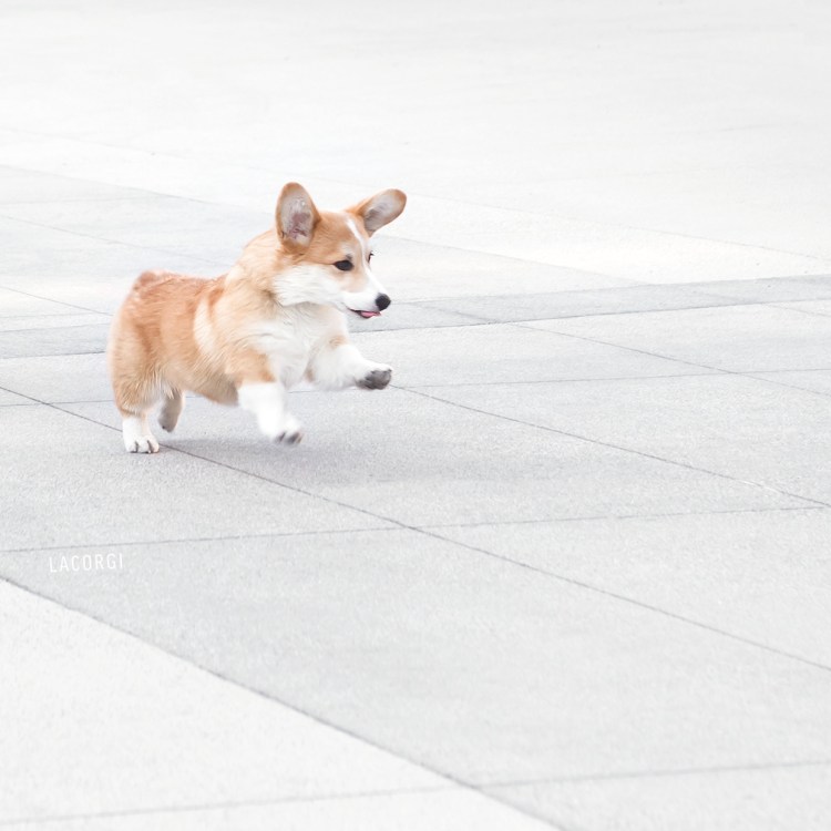 Корги бегает вид сзади