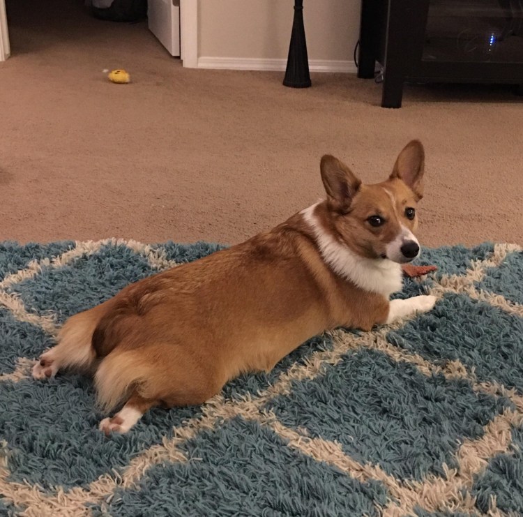 Корги терьер