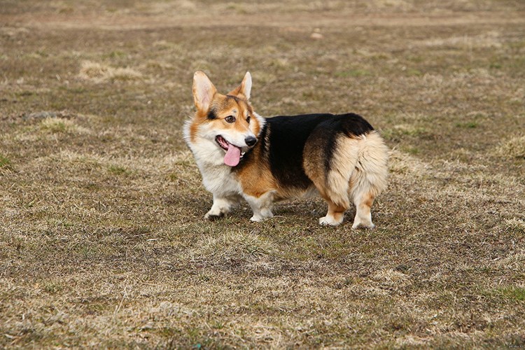 Вельш корги пемброк сзади