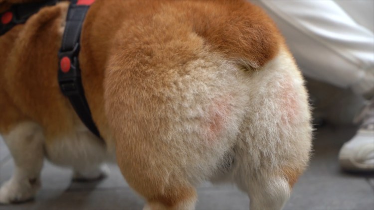 Корги баскетболист