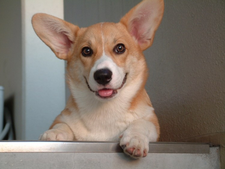 Корги морда