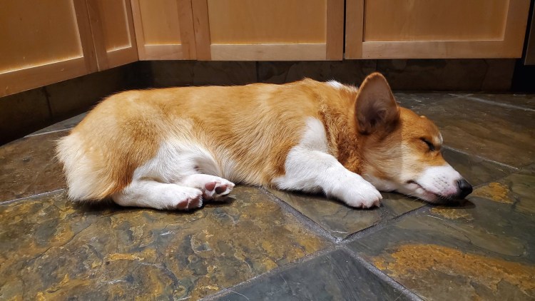 Корги пемброк