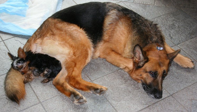 Предтечка у немецкой овчарки