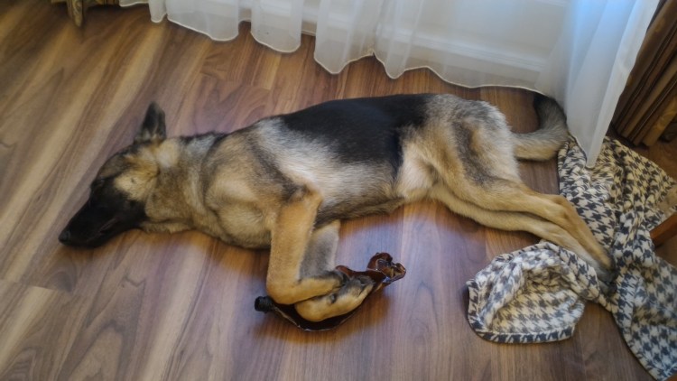 Немецкая овчарка спит