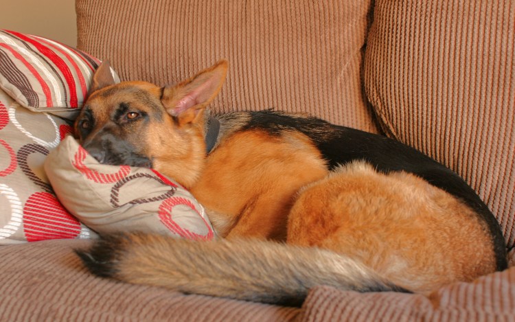 Овчарка на кровати