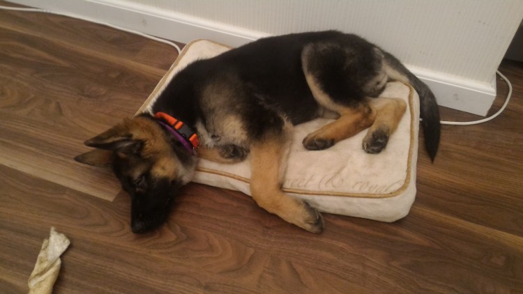 Щенок немецкой овчарки спит