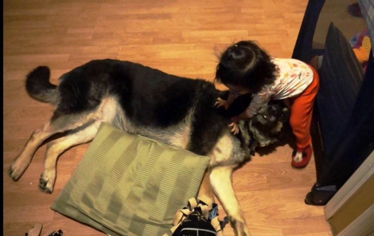 Немецкая овчарка спит с хозяйкой